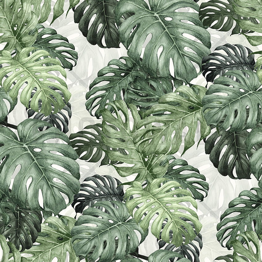 Botany Monstera, monstera deliciosa HD wallpaper