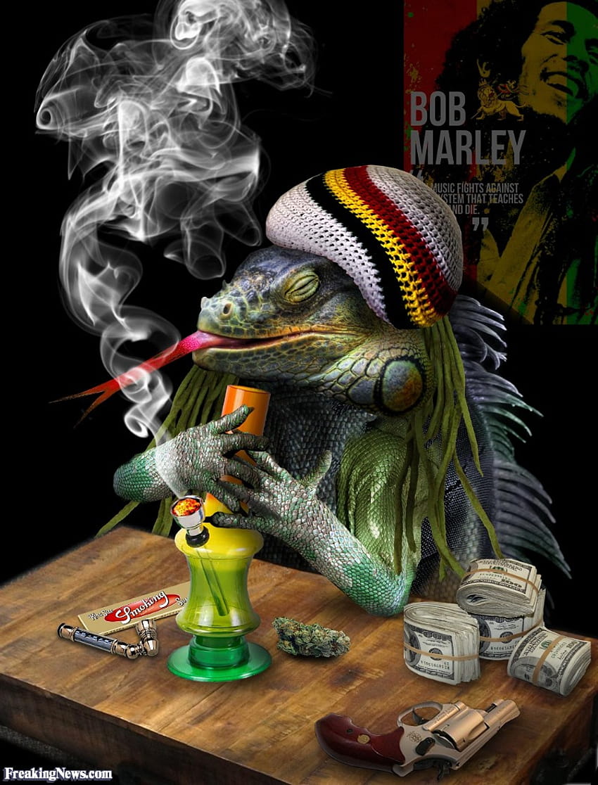 Iguana Smoking Marijuana, funny weed HD phone wallpaper | Pxfuel