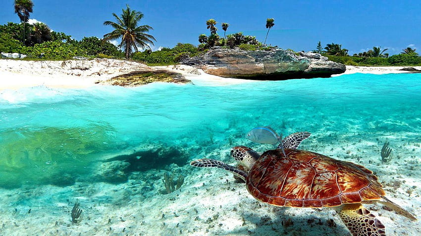 Playa del carmen mexico tortuga marina fondo de pantalla | Pxfuel