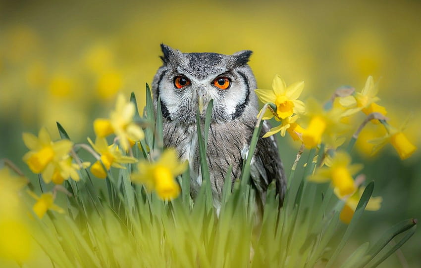 flowers, nature, owl, bird, spring, daffodils, birds of the world , section животные, spring owls HD wallpaper