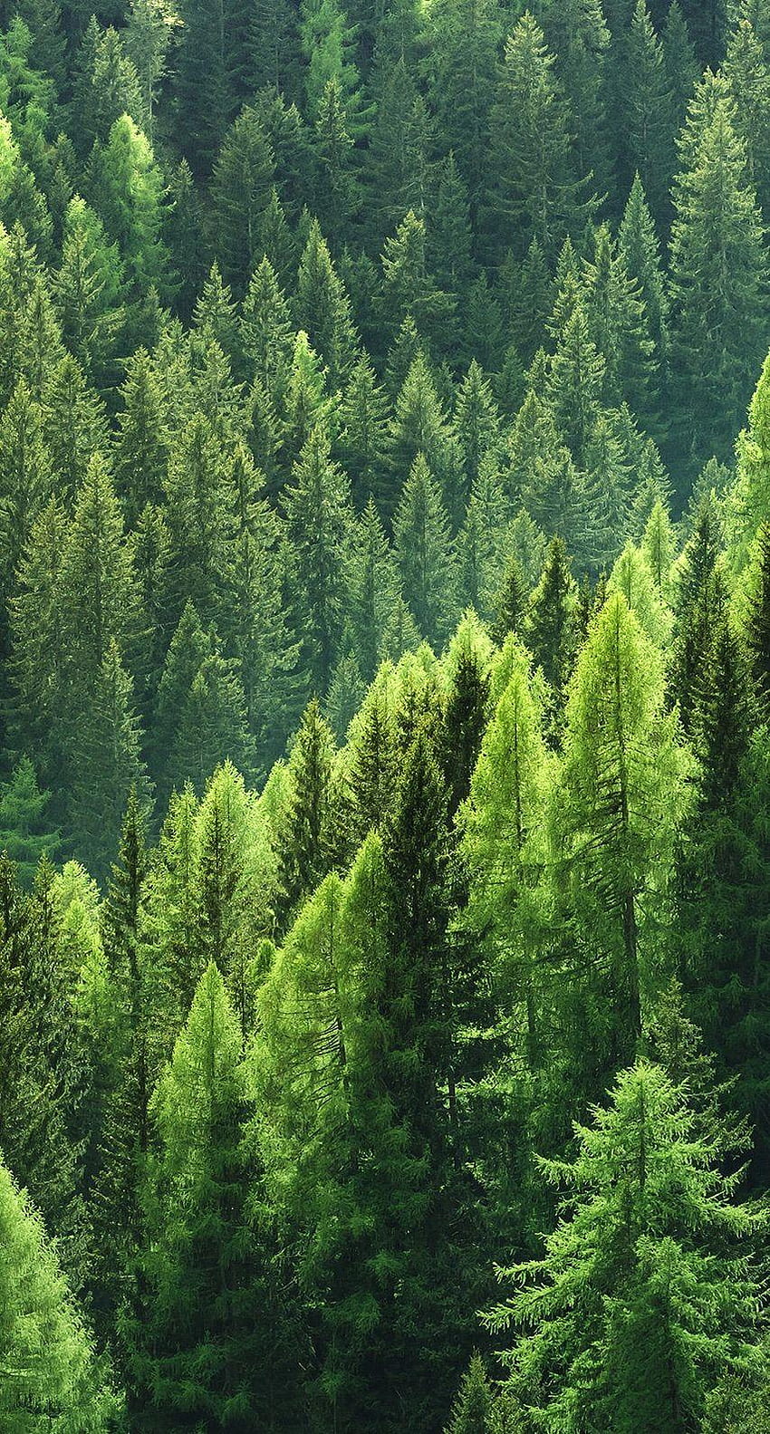 Floresta de pinheiros verde brilhante. Natureza Papel de parede de celular HD