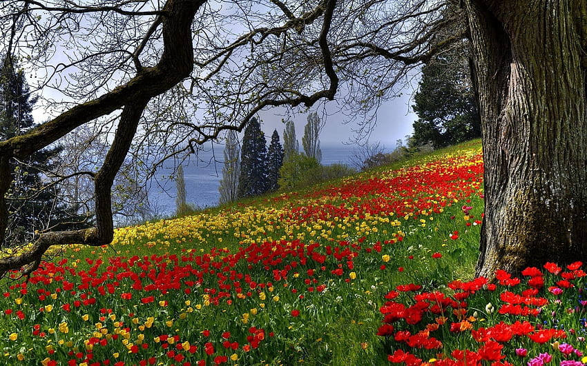 Padang Rumput Musim Semi, padang rumput musim semi Wallpaper HD