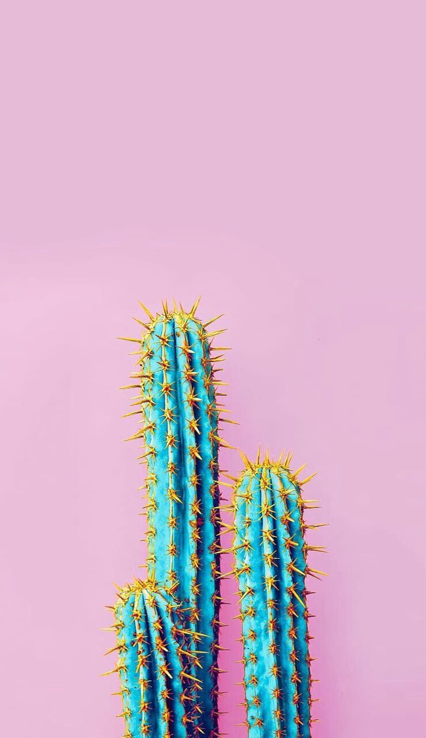IPhone and Android : Cactus iPhone, pastel minimalist android HD phone  wallpaper | Pxfuel