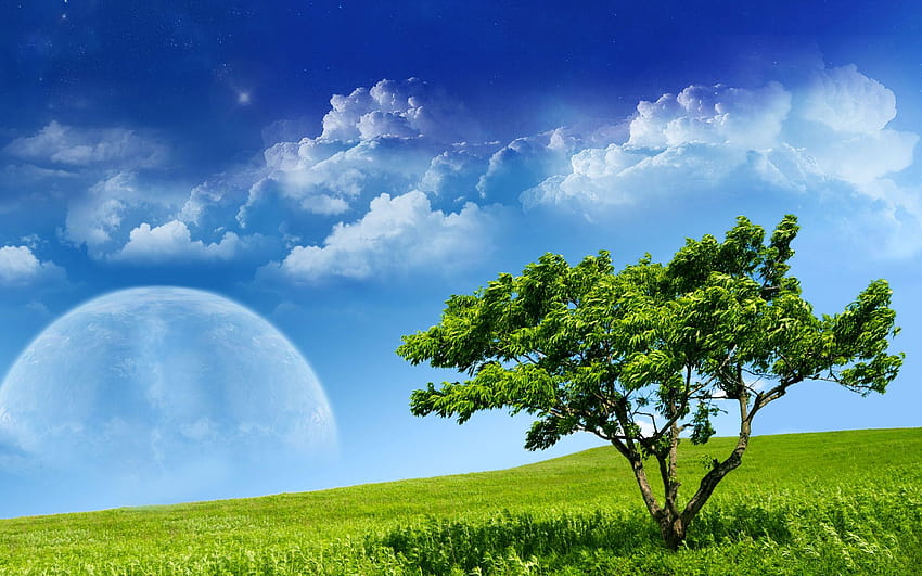 drzewo, trawa, niebo, planeta, nastrój / i mobilne tła, naturalne drzewo niebo Tapeta HD