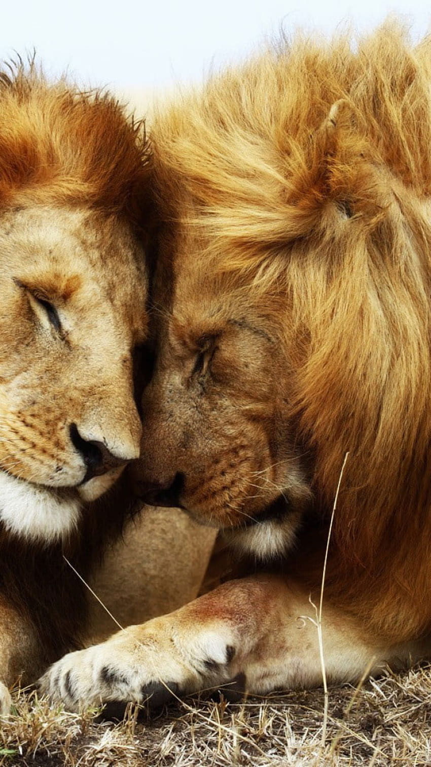 Dwa brązowe lwy, motywy zwierzęce, ssak, grupa zwierząt, dzika przyroda • For You For & Mobile Tapeta na telefon HD