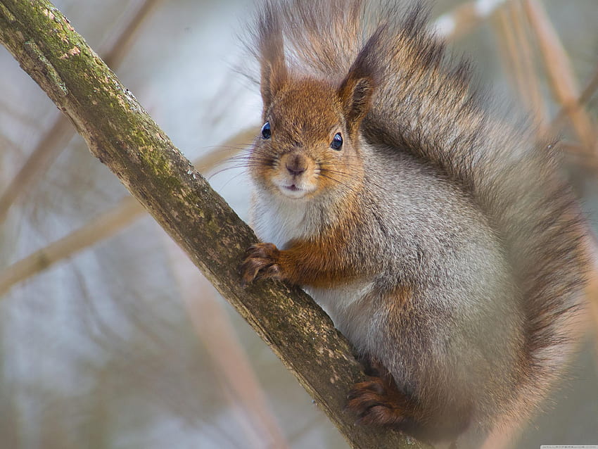 Rotes Eichhörnchen ❤ für Ultra TV HD-Hintergrundbild