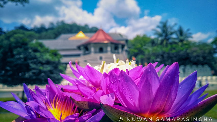 stock of beautiful flowers, Buddha Tooth Relic Temple, Kandy HD wallpaper