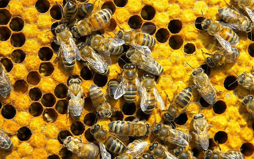 Bee 11, beehive HD wallpaper