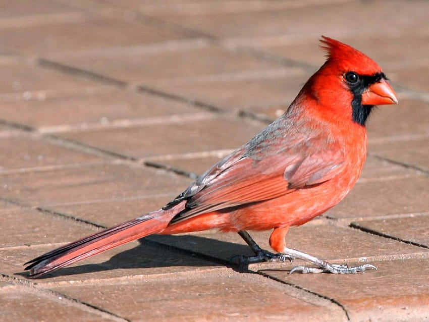 de Birds Bird Madár Képek , cardenal norteño de varios colores fondo de pantalla