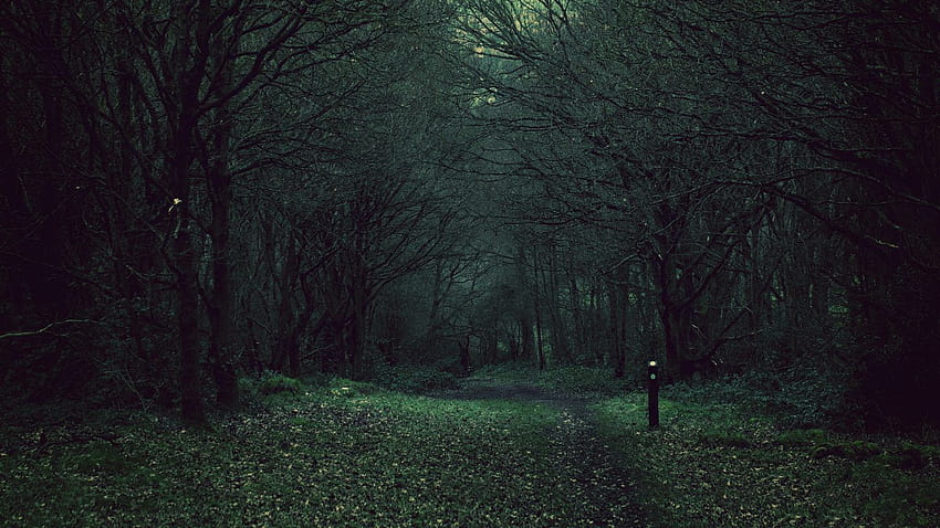 de bosque oscuro, , oscuro, bosque, panorámica, naturaleza fondo de pantalla
