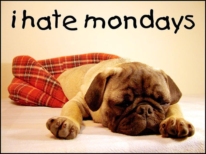 Why people hate mondays, i hate monday HD wallpaper