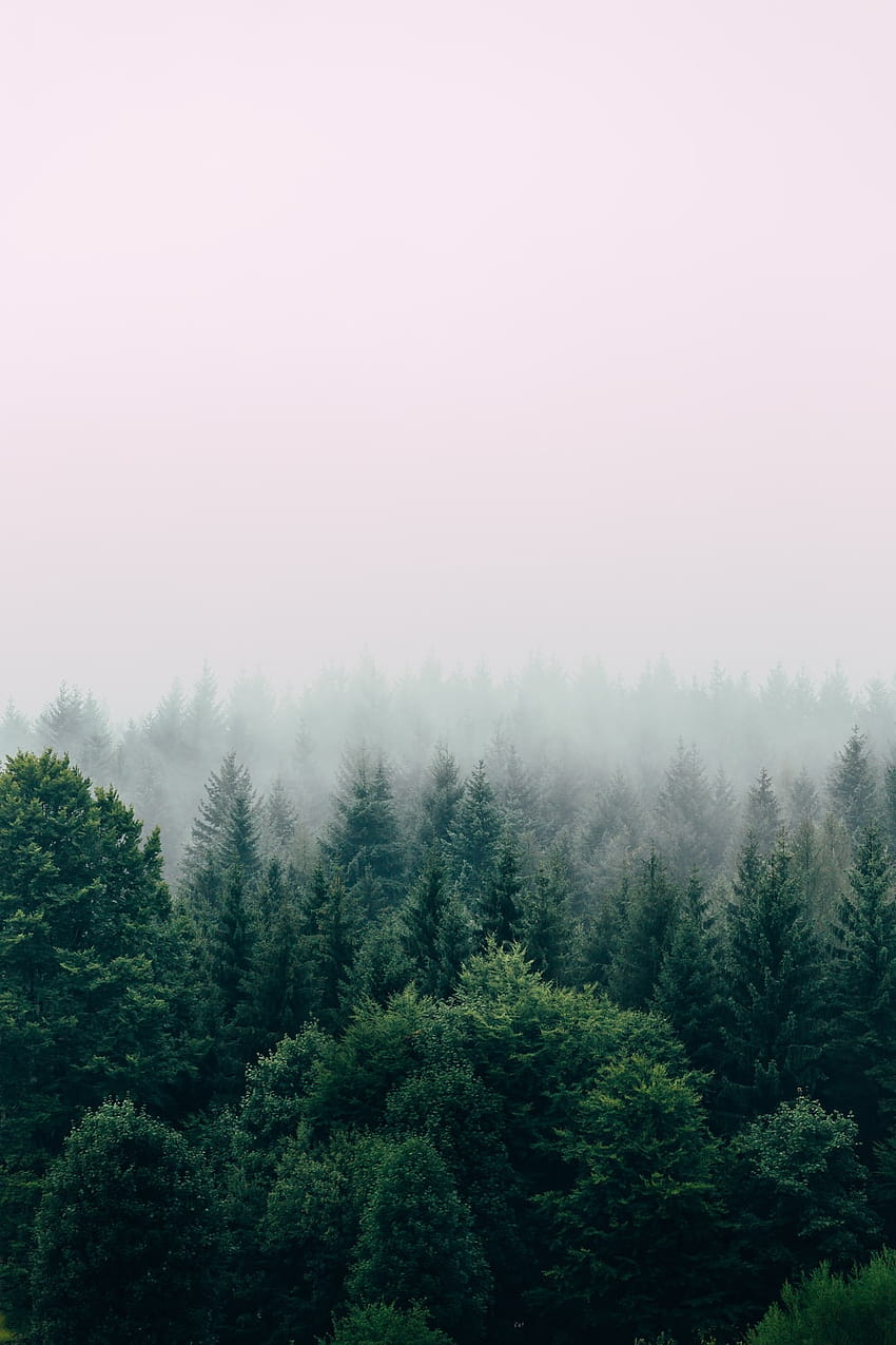 Laubwald, gemäßigter Wald HD-Handy-Hintergrundbild