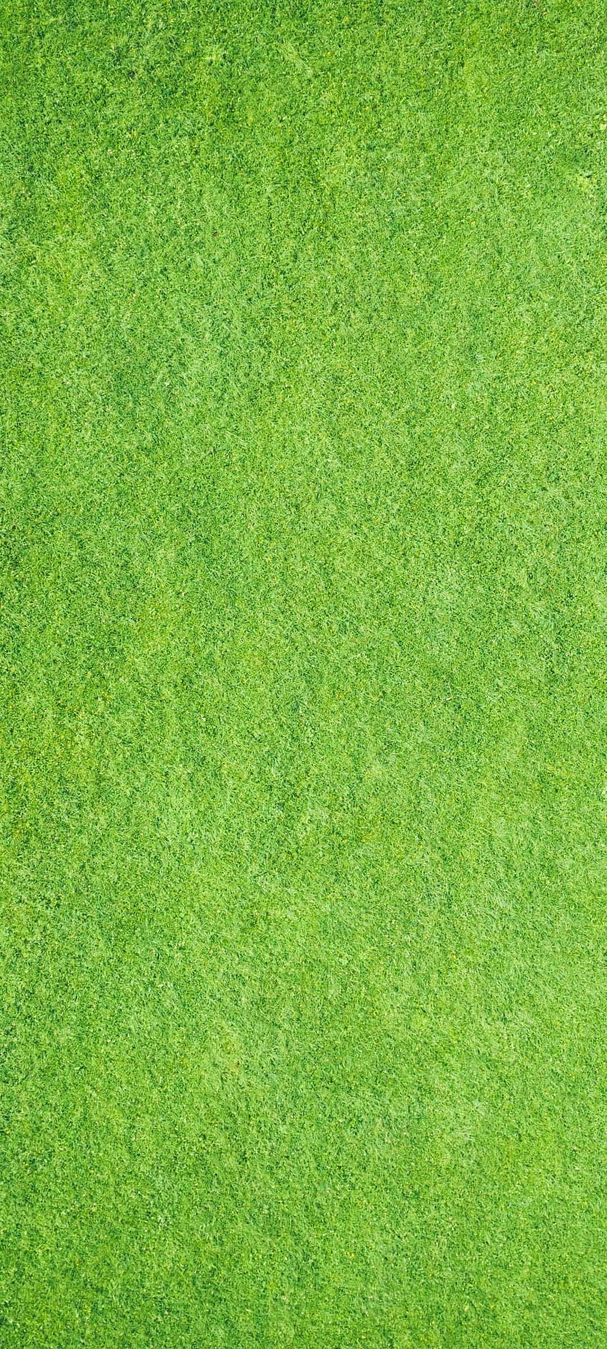 草の背景、草地 HD電話の壁紙