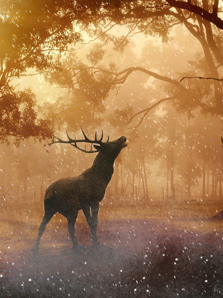 Bellissimo daino nella foresta Autunno Retina iPad, cervo autunno Sfondo del telefono HD