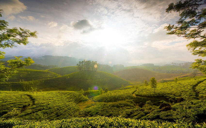 Munnar Hills Kerala India, kerala nature HD wallpaper