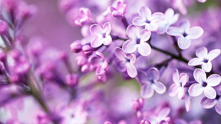 Fleurs violettes printanières ... moi, violet bleu commun Fond d'écran HD