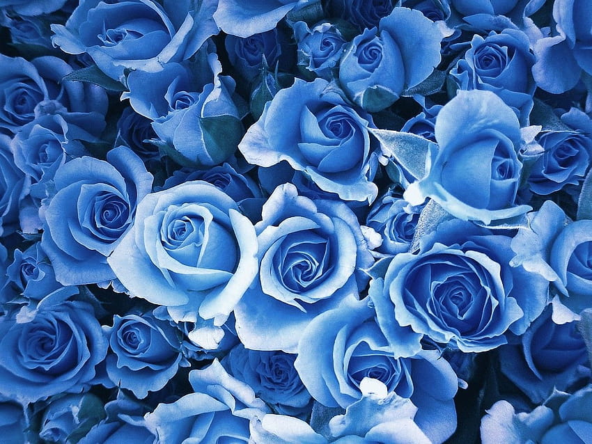 Light blue roses HD wallpaper | Pxfuel