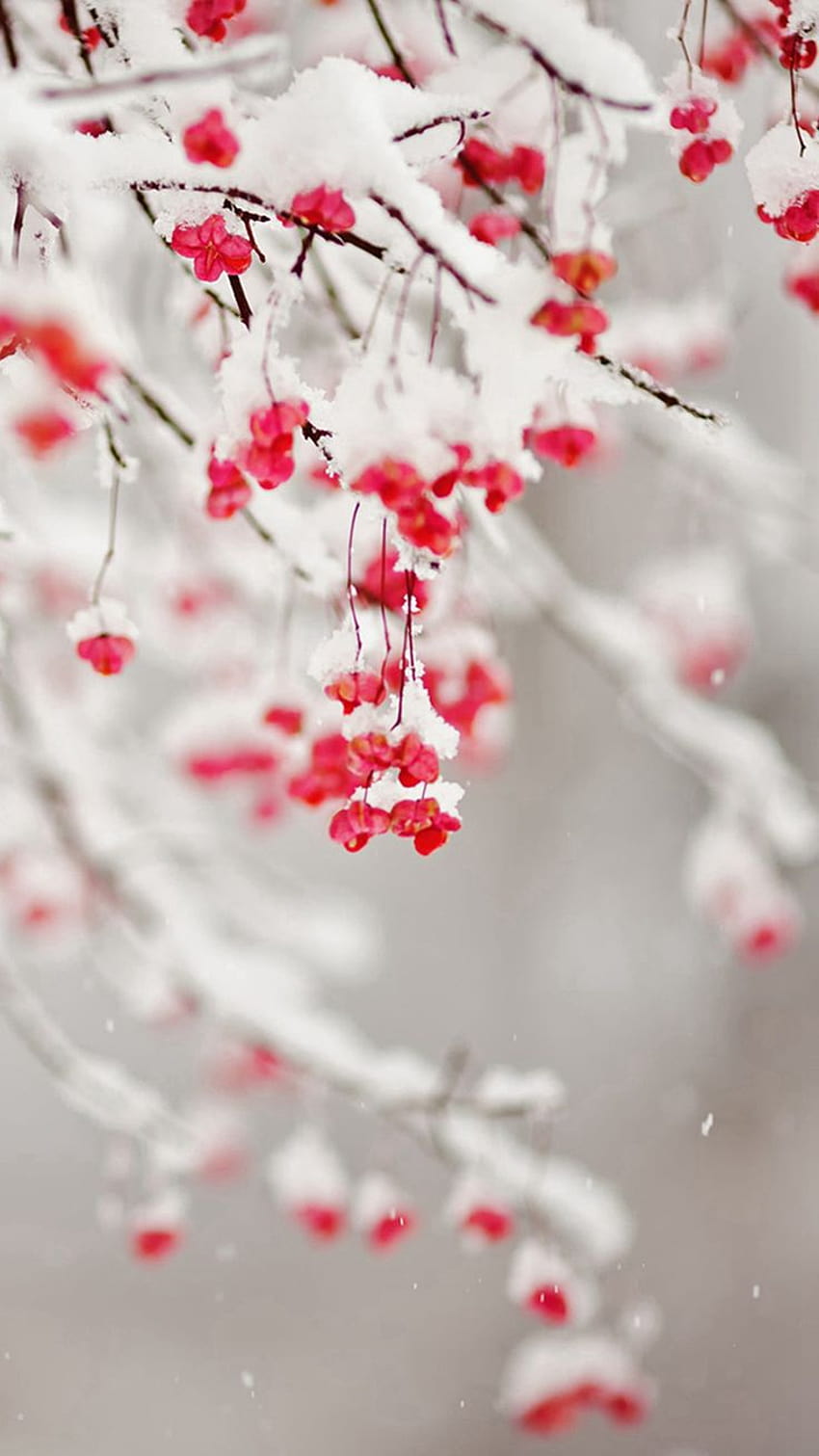 Winter-snowy reine eisige Frucht-Zweig iPhone 6, niedliches Winter iphone HD-Handy-Hintergrundbild
