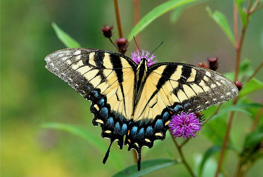 Swallowtail Butterfly Tła → Galeria zwierząt, rodzaje motyli Tapeta HD