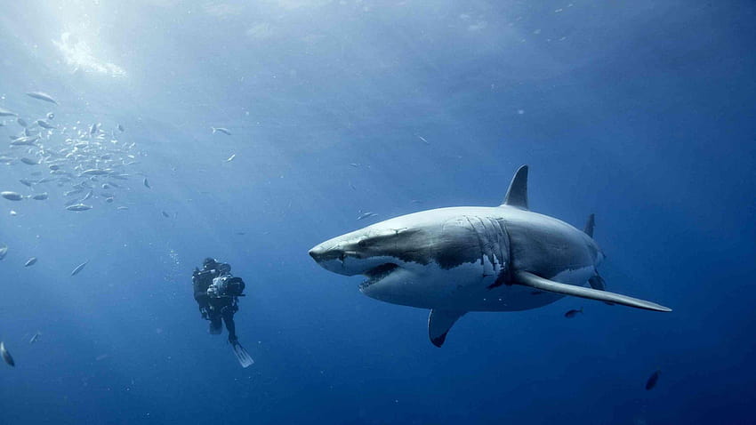 Büyük Beyaz Köpekbalığı 2560x1440 piksel HD duvar kağıdı