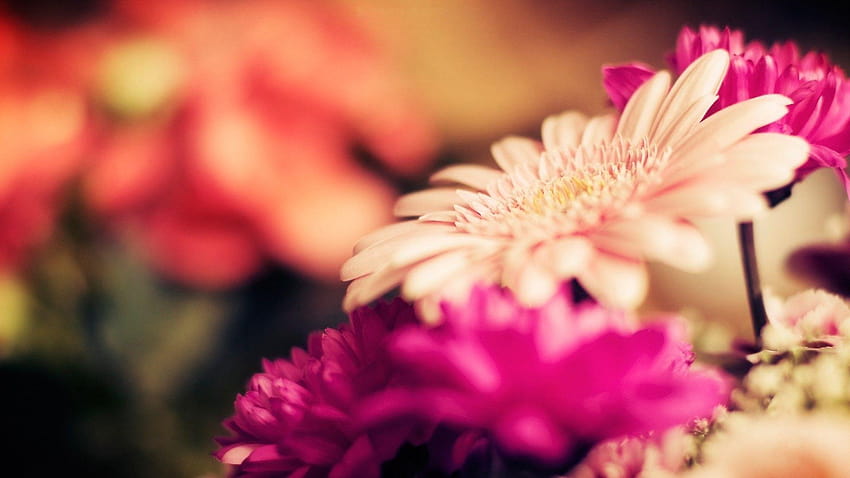 Rosa Makro-Blumen-Schönheits-weiche Pastellgerbera-Blume HD-Hintergrundbild