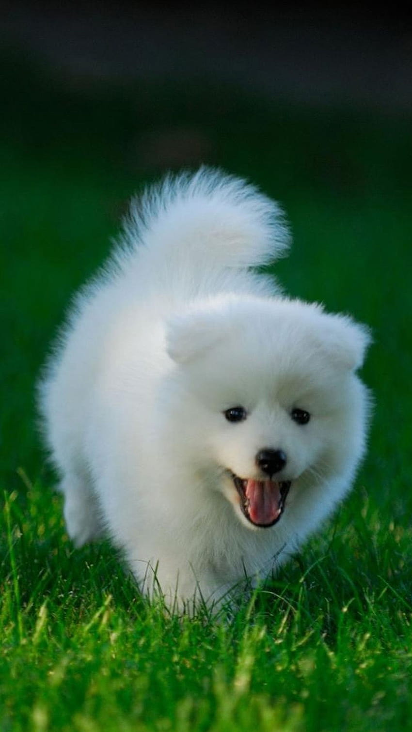 Sehr süßer weißer Welpe auf Hund, schöner Hund HD-Handy-Hintergrundbild