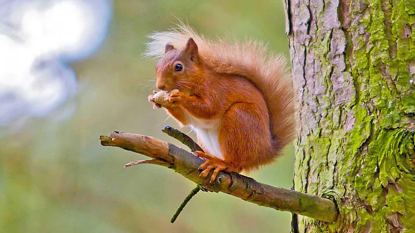 Rotes Eichhörnchen HD-Hintergrundbild