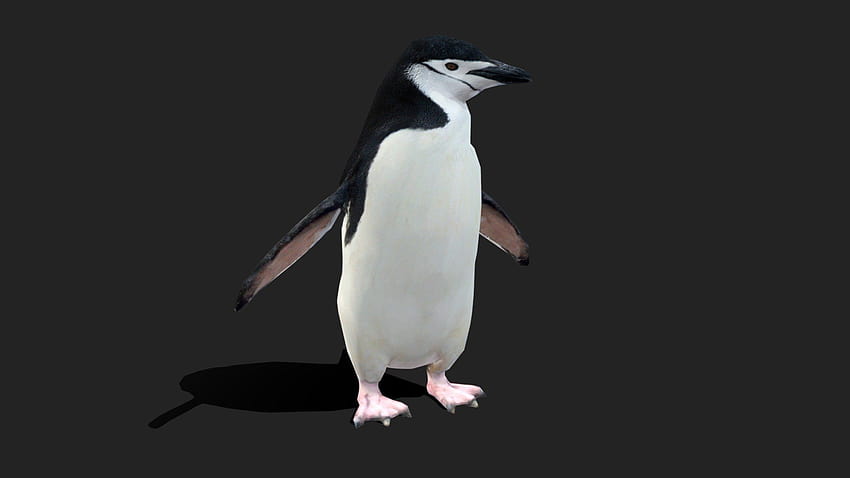 Low Poly Chinstrap Penguin HD wallpaper