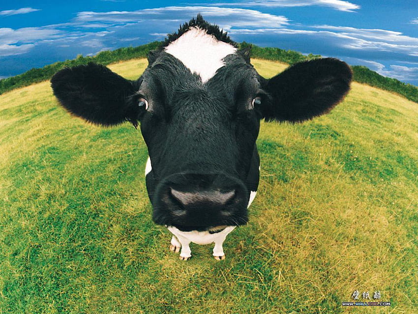 Animal >> Volver al índice >>Animales de granja divertidos, vacas fondo de pantalla