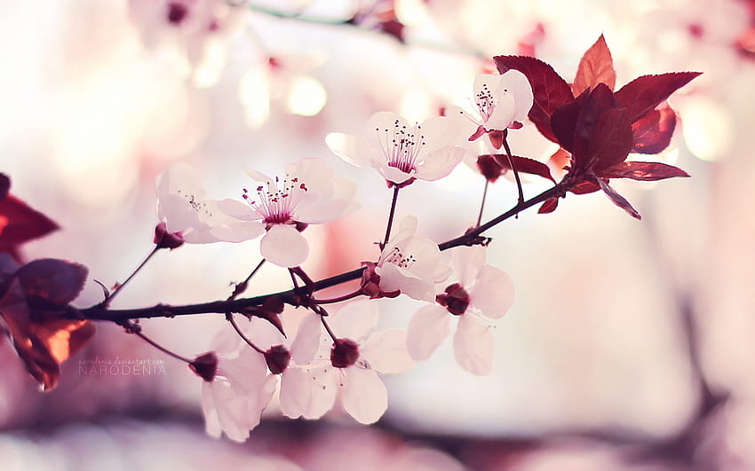 Sugar Plum Afternoon by Narodenia, plum blossom HD wallpaper