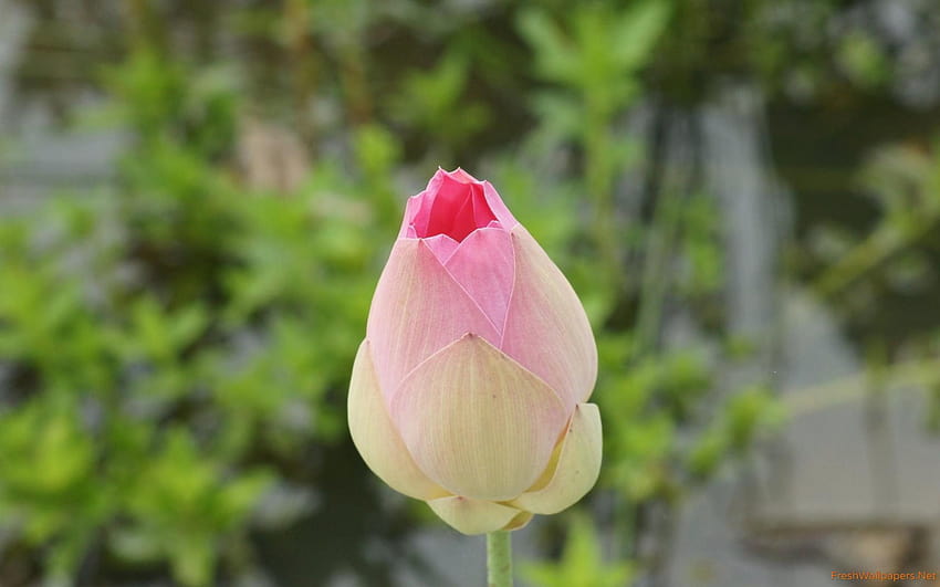 Pączek lotosu Tapeta HD