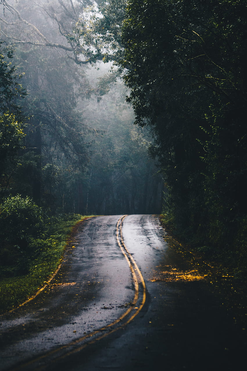 of Gray Concrete Road in the Middle of Jungle during Daylight · Stock, jungle road HD phone wallpaper