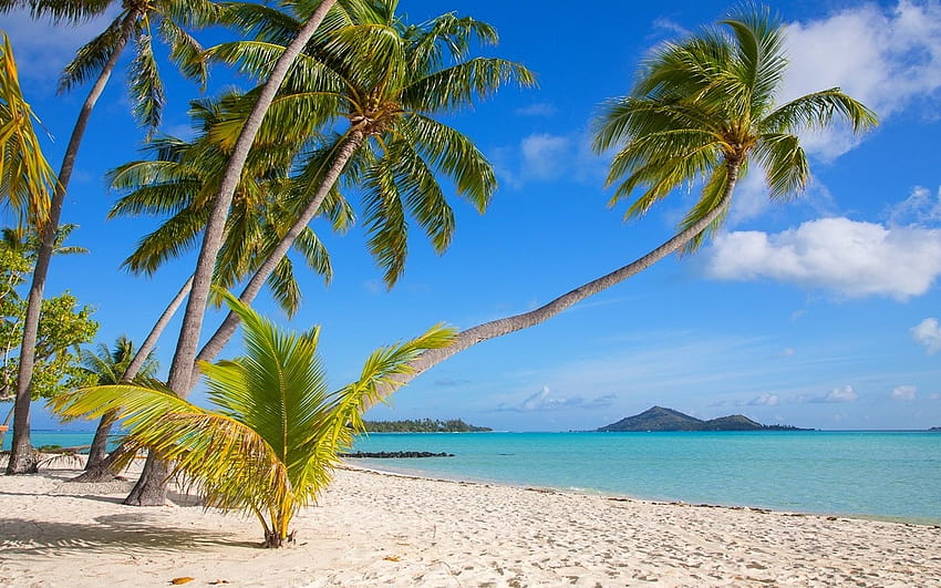 nature, Landscape, Tropical, Bora Bora, Beach, Island, White, Sand, Sea, Palm Trees, Summer, French Polynesia / and Mobile Backgrounds, bora bora french polynesia HD wallpaper