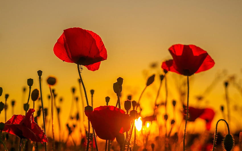 Sunset, poppies field, red flowers 1920x1200 , poppies flowers HD wallpaper