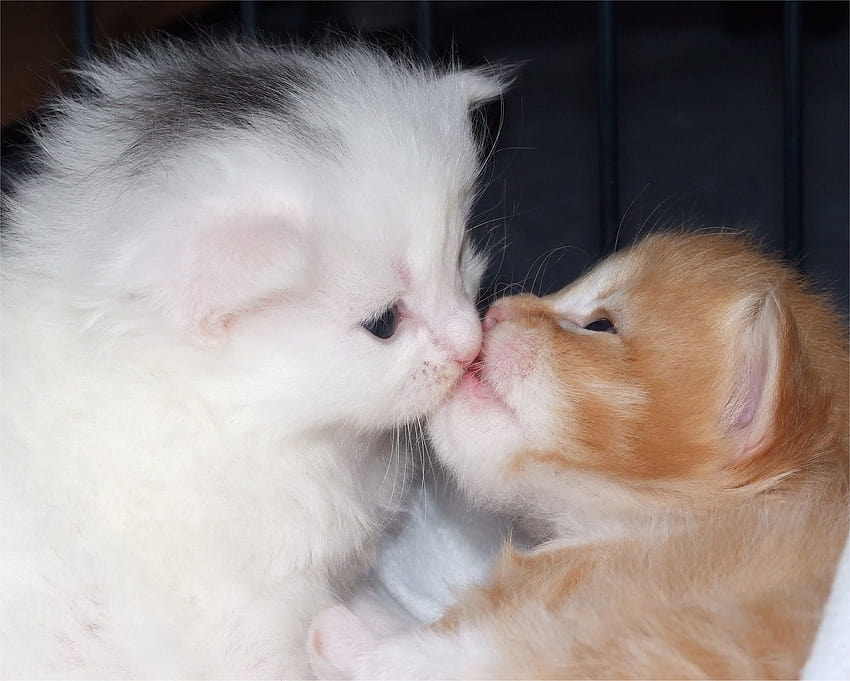 Pet Lover 9:38:00 AM cats love making cats romantic, cat lovers HD wallpaper