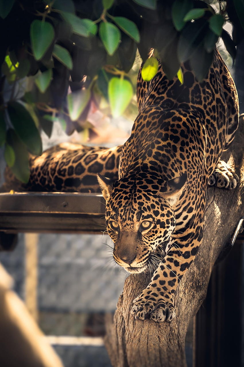 Big Cat Leopard Feline Jaguar Fur Predator Animal Wild, jaguar phone HD phone wallpaper