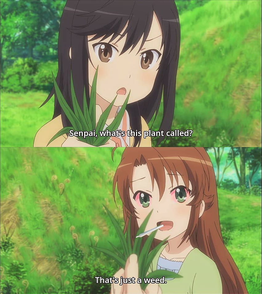 Weed and Anime  Anime Amino