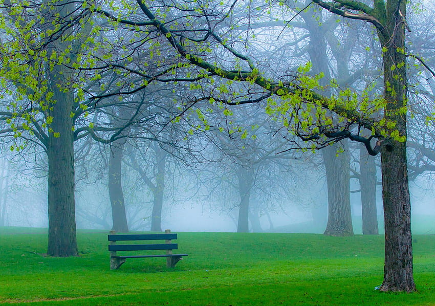 The bench in the misty Park and HD wallpaper