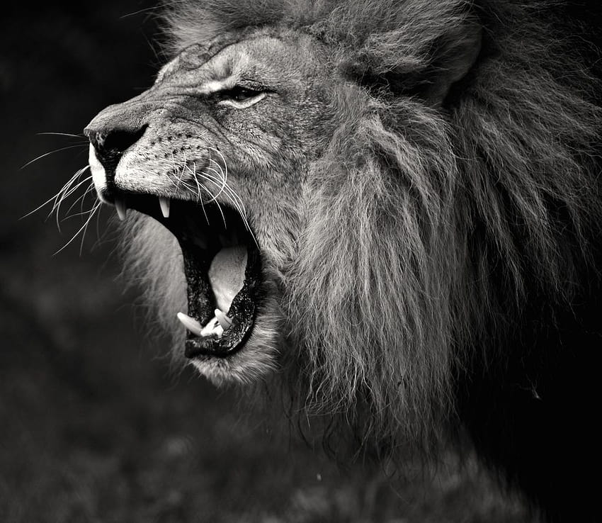 Lion Roar Preto e Branco [1024x889] para, leão rugindo papel de parede HD