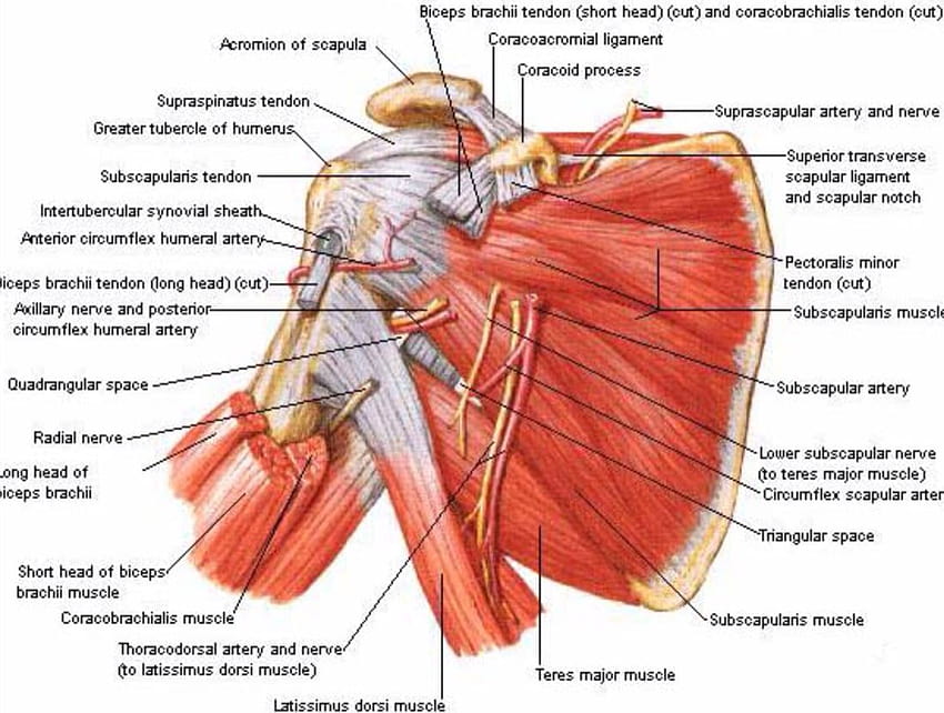 Anatomia mięśni barku, ramię ...pinterest, ścięgno Tapeta HD