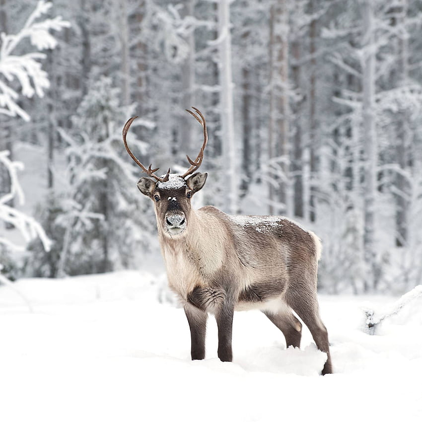 Best 5 Reindeer on Hip, animal reindeer HD phone wallpaper | Pxfuel