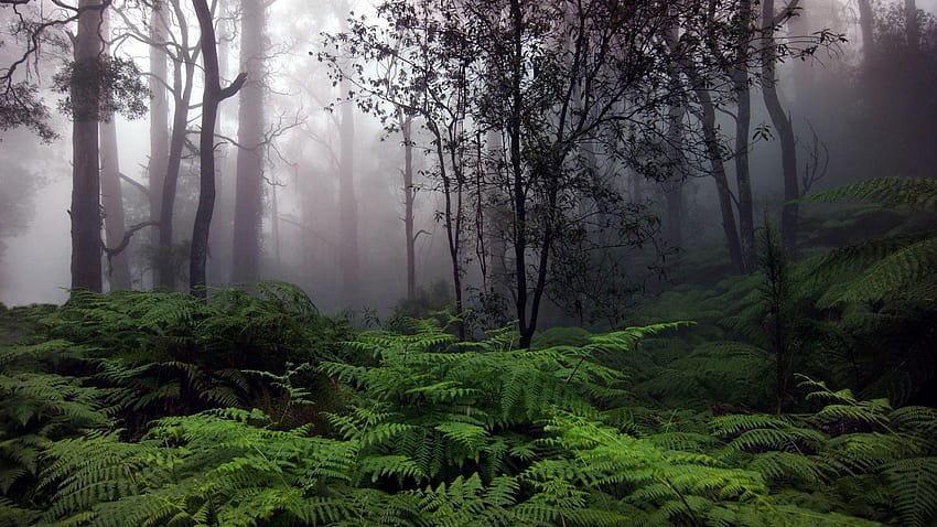 696969 Geniş Ekran Amazon Ormanı , B.SCB için, amazon yağmur ormanı HD duvar kağıdı