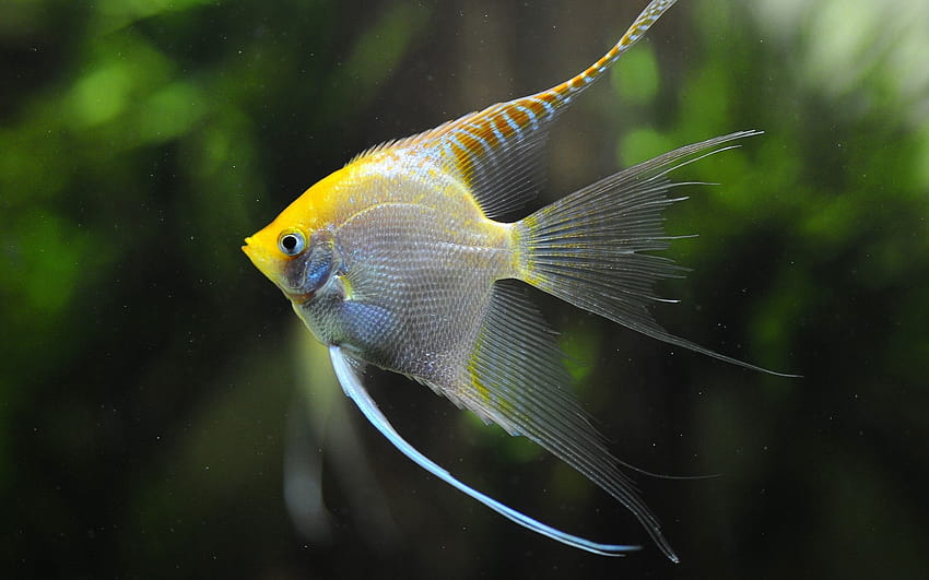animaux jaunes poissons aquarium amazone ange poisson 1920x1200 haute qualité, haute définition Fond d'écran HD
