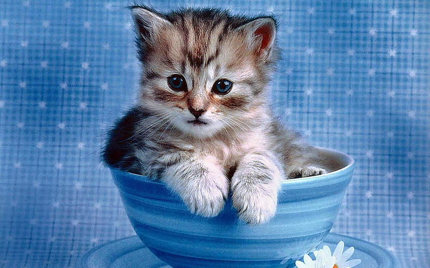 7 Kitty Cat, Teeparty für Kätzchen HD-Hintergrundbild