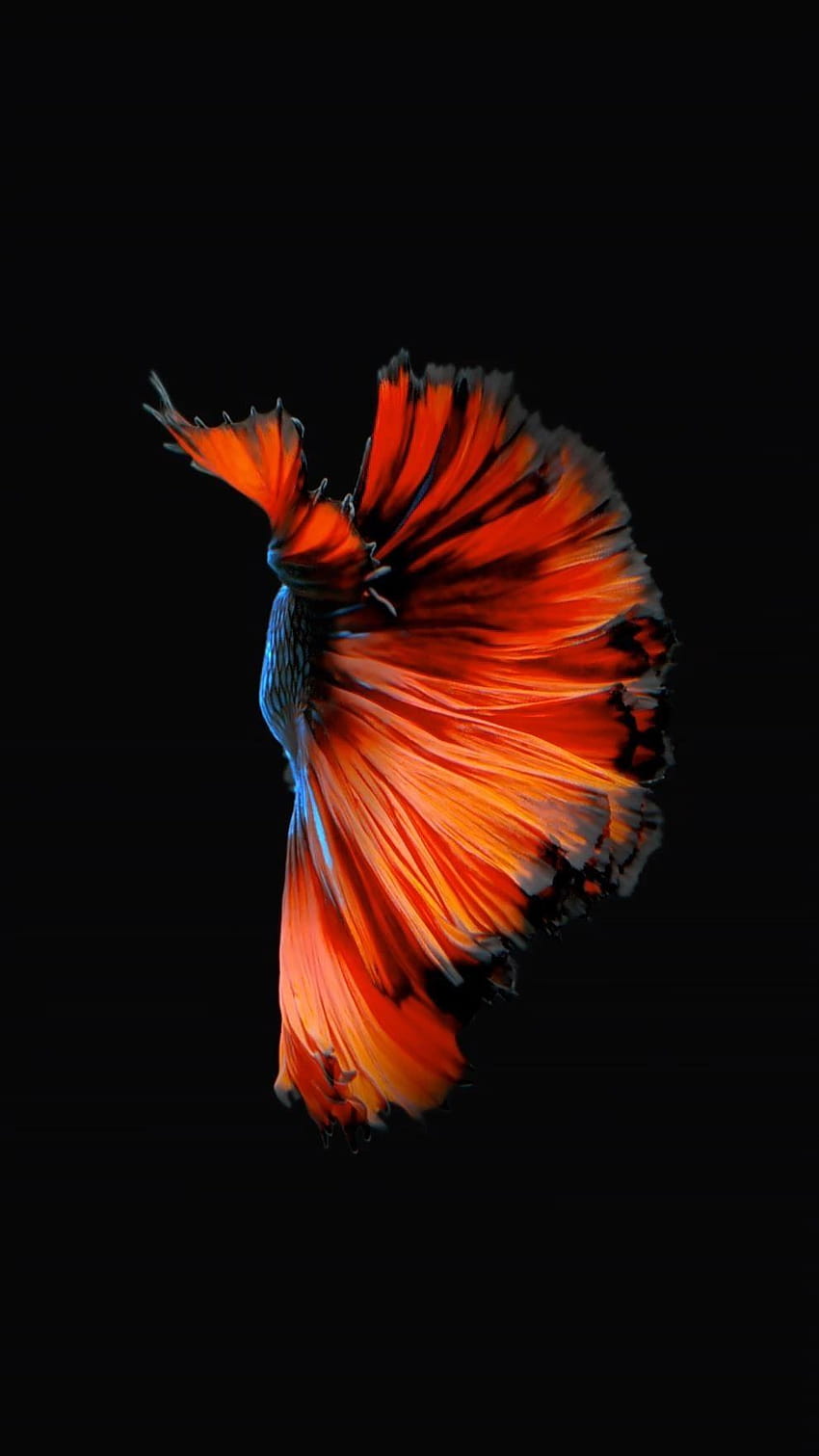 How to Get Apple's Live Fish Back on Your iPhone « iOS, full of iphone 6s HD phone wallpaper