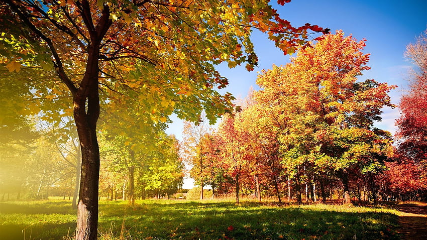 Fall Trees, autumn yellow trees HD wallpaper | Pxfuel