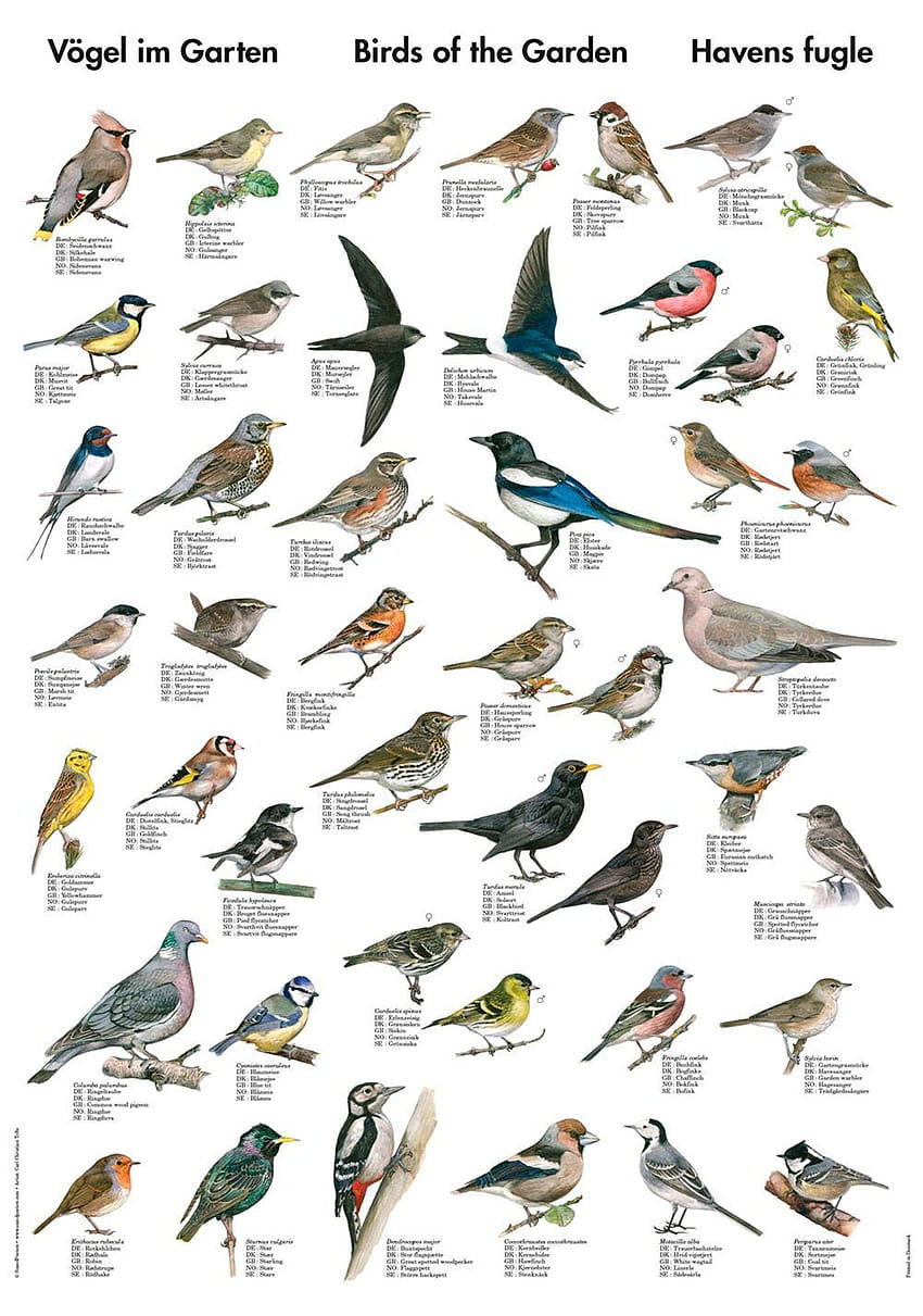 Affiche d'oiseaux de jardin, jaseurs de cèdre de Cobble Hill Fond d'écran de téléphone HD