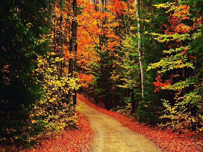 iPhone Top iPhone Best iPhone Backgrounds [1600x1200] for your , Mobile & Tablet, mackbook autumn HD wallpaper