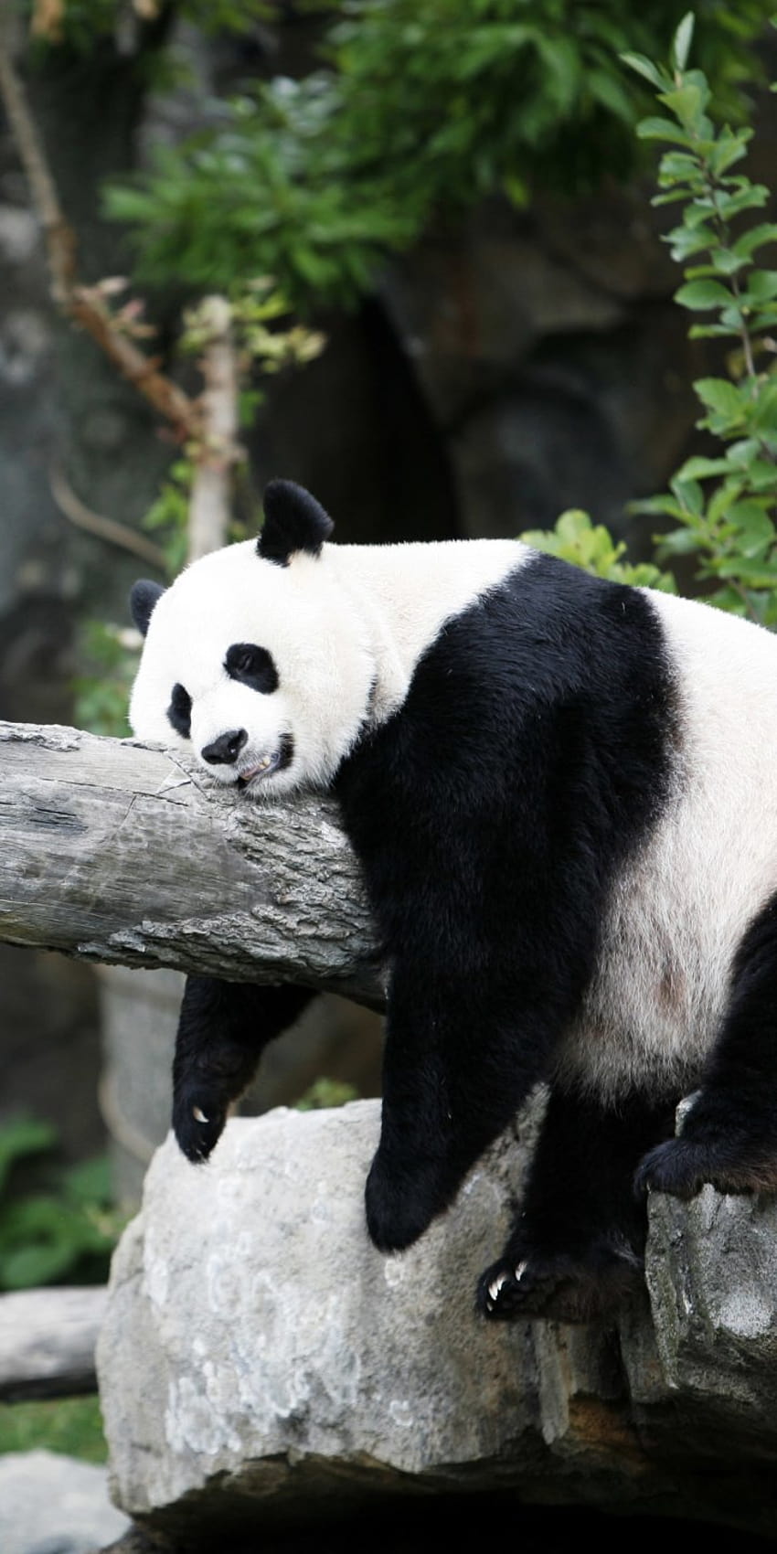 Animal Panda, sleeping panda HD phone wallpaper