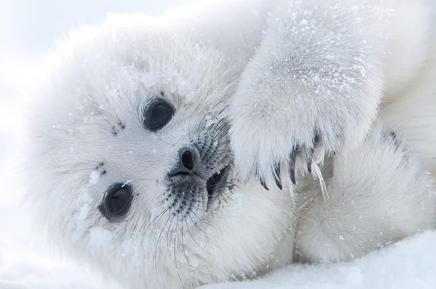 Seal By, baby animal seals HD wallpaper